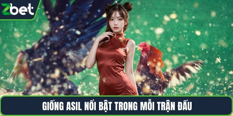 Giống Asil nổi bật trong mỗi trận đấu