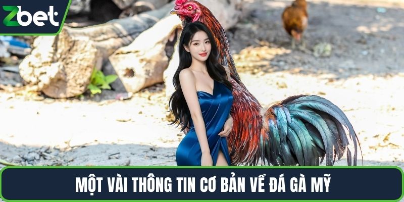 Một vài thông tin cơ bản về đá gà Mỹ