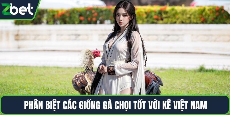 Phân biệt các giống gà chọi tốt với kê Việt Nam