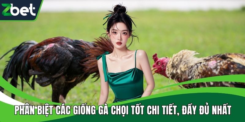 Phân biệt các giống gà chọi tốt